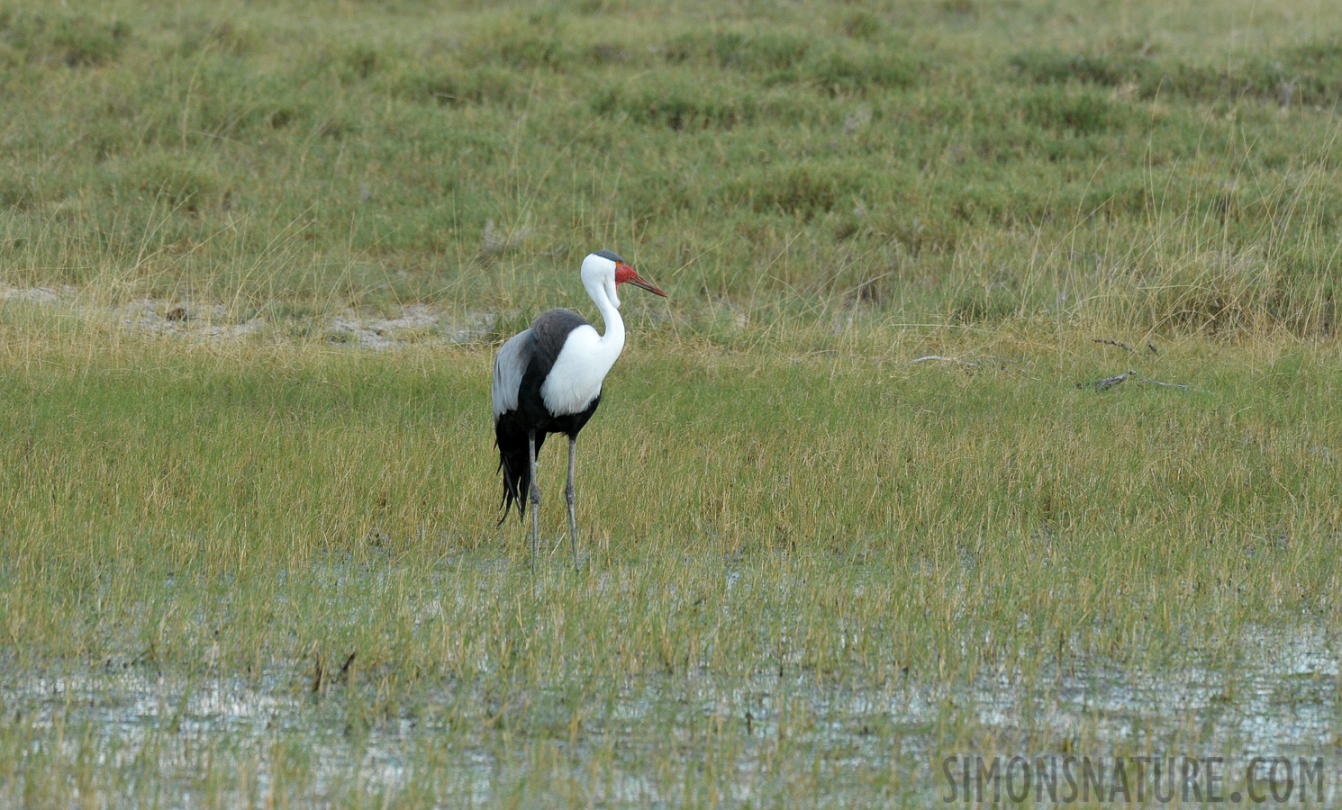 Grus carunculata [550 mm, 1/1250 Sek. bei f / 8.0, ISO 1600]